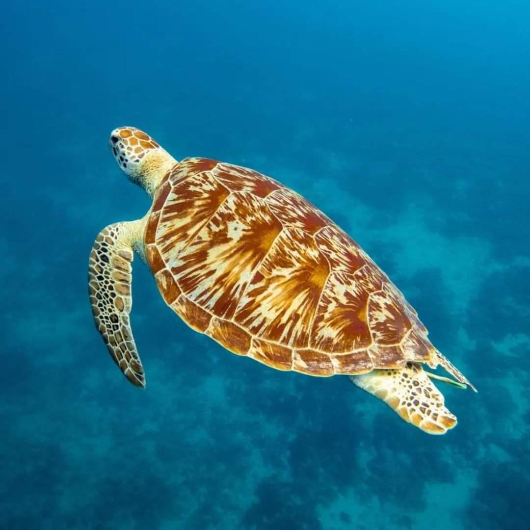 Gili Lumbung Bungalow Gili Air Zewnętrze zdjęcie
